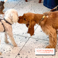 Le Doggy Brunch : le brunch gourmand entre chiens et maîtres à l'hôtel Kimpton Saint Honoré Paris - image00009