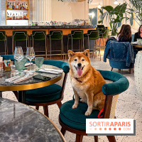 Le Doggy Brunch : le brunch gourmand entre chiens et maîtres à l'hôtel Kimpton Saint Honoré Paris - image00013