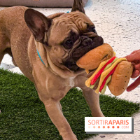 Le Doggy Brunch : le brunch gourmand entre chiens et maîtres à l'hôtel Kimpton Saint Honoré Paris - image00045