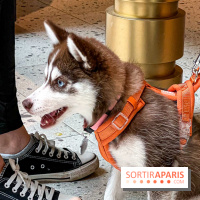 Le Doggy Brunch : le brunch gourmand entre chiens et maîtres à l'hôtel Kimpton Saint Honoré Paris - image00047