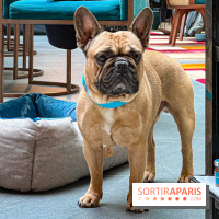 Le Doggy Brunch : le brunch gourmand entre chiens et maîtres à l'hôtel Kimpton Saint Honoré Paris - image00049