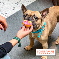 Le Doggy Brunch : le brunch gourmand entre chiens et maîtres à l'hôtel Kimpton Saint Honoré Paris