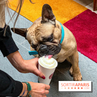 Le Doggy Brunch : le brunch gourmand entre chiens et maîtres à l'hôtel Kimpton Saint Honoré Paris