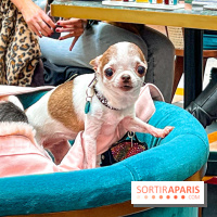Le Doggy Brunch : le brunch gourmand entre chiens et maîtres à l'hôtel Kimpton Saint Honoré Paris - image00069