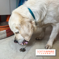 CAYU Canidés Club, la boutique d'accessoires dog friendly - nos photos