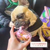 CAYU Canidés Club, la boutique d'accessoires dog friendly - nos photos