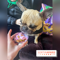 CAYU Canidés Club, la boutique d'accessoires dog friendly - nos photos