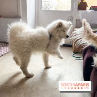 CAYU Canidés Club, la boutique d'accessoires dog friendly - nos photos