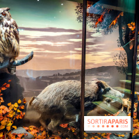 Musée de la chasse et de la nature - collections permanentes et visuels