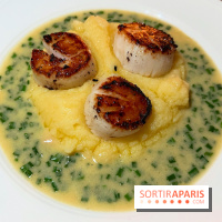 Magnolia - Saint-Jacques, purée