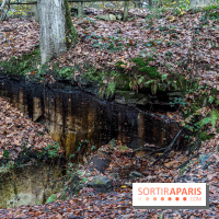 Randonnée à Fontainebleau : le sentier sur les pas de Denecourt jusqu’à la Tour Denecourt -  A7C7576