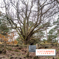 Randonnée à Fontainebleau : le sentier sur les pas de Denecourt jusqu’à la Tour Denecourt -  A7C7622