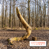 Balade sentier : Conte de Mélida, l'esprit de la forêt en forêt de Méridon (78)