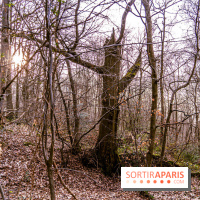 Balade sentier : Conte de Mélida, l'esprit de la forêt en forêt de Méridon (78) - A7C02321
