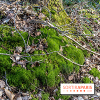 Balade sentier : Conte de Mélida, l'esprit de la forêt en forêt de Méridon (78)