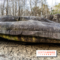 Balade sentier : Conte de Mélida, l'esprit de la forêt en forêt de Méridon (78) - A7C02326