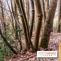 Balade sentier : Conte de Mélida, l'esprit de la forêt en forêt de Méridon (78) - A7C02333