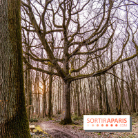 Balade sentier : Conte de Mélida, l'esprit de la forêt en forêt de Méridon (78) - A7C02335