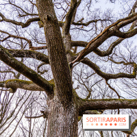 Balade sentier : Conte de Mélida, l'esprit de la forêt en forêt de Méridon (78) - A7C02336