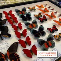 Deyrolle, l'incroyable cabinet de curiosités à Paris - nos photos - image00054