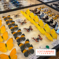 Deyrolle, l'incroyable cabinet de curiosités à Paris - nos photos - image00049