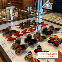 Deyrolle, l'incroyable cabinet de curiosités à Paris - nos photos