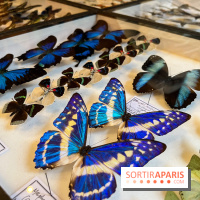 Deyrolle, l'incroyable cabinet de curiosités à Paris - nos photos - image00044