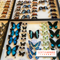 Deyrolle, l'incroyable cabinet de curiosités à Paris - nos photos - image00045