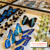 Deyrolle, l'incroyable cabinet de curiosités à Paris - nos photos - image00046