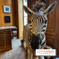 Deyrolle, l'incroyable cabinet de curiosités à Paris - nos photos