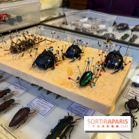 Deyrolle, l'incroyable cabinet de curiosités à Paris - nos photos