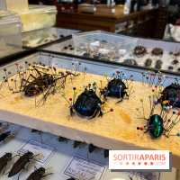 Deyrolle, l'incroyable cabinet de curiosités à Paris - nos photos