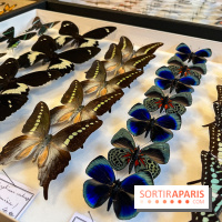 Deyrolle, l'incroyable cabinet de curiosités à Paris - nos photos - image00039