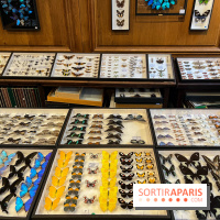 Deyrolle, l'incroyable cabinet de curiosités à Paris - nos photos