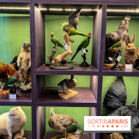 Deyrolle, l'incroyable cabinet de curiosités à Paris - nos photos