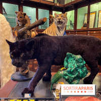 Deyrolle, l'incroyable cabinet de curiosités à Paris - nos photos