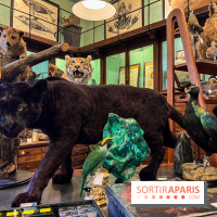 Deyrolle, l'incroyable cabinet de curiosités à Paris - nos photos