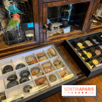 Deyrolle, l'incroyable cabinet de curiosités à Paris - nos photos