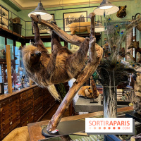 Deyrolle, l'incroyable cabinet de curiosités à Paris - nos photos