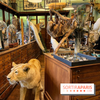 Deyrolle, l'incroyable cabinet de curiosités à Paris - nos photos