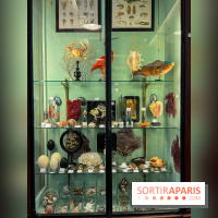 Deyrolle, l'incroyable cabinet de curiosités à Paris - nos photos