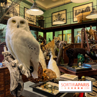 Deyrolle, l'incroyable cabinet de curiosités à Paris - nos photos