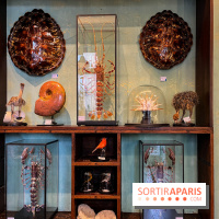 Deyrolle, l'incroyable cabinet de curiosités à Paris - nos photos - image00014