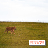 Le Royaume des Lions, l'hôtel immersif à la Lumigny Safari Reserve - nos photos - AF274443 0D37 4C96 9312 8AA58749569C