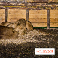 Le Royaume des Lions, l'hôtel immersif à la Lumigny Safari Reserve - nos photos - 188C6498 5AAA 4BBA B147 F41BAD933D6C