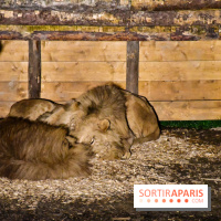 Le Royaume des Lions, l'hôtel immersif à la Lumigny Safari Reserve - nos photos - 379E824D D6EB 4511 9D9A EFA853D418FA