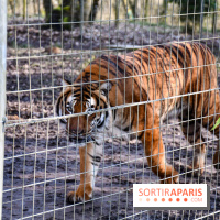 Lumigny Safari Reserve - nos photos - image00045