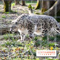 Lumigny Safari Reserve - nos photos - image00041