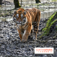 Lumigny Safari Reserve - nos photos - image00030