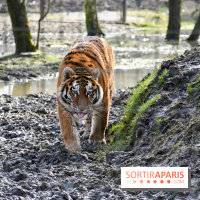 Lumigny Safari Reserve - nos photos - image00028